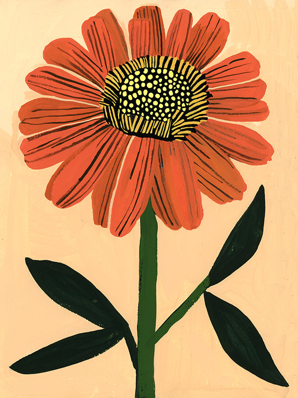 Gerbera Daisy