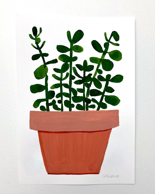 Jade Plant